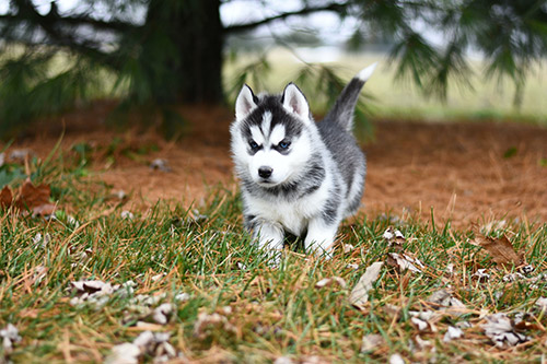 Standard siberian husky