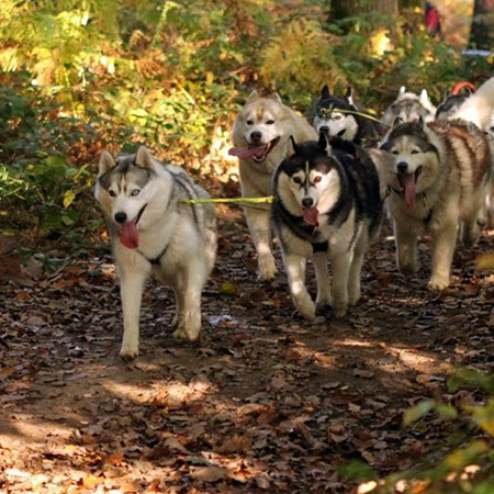 siberian husky france