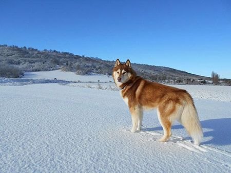 siberian husky confirmation