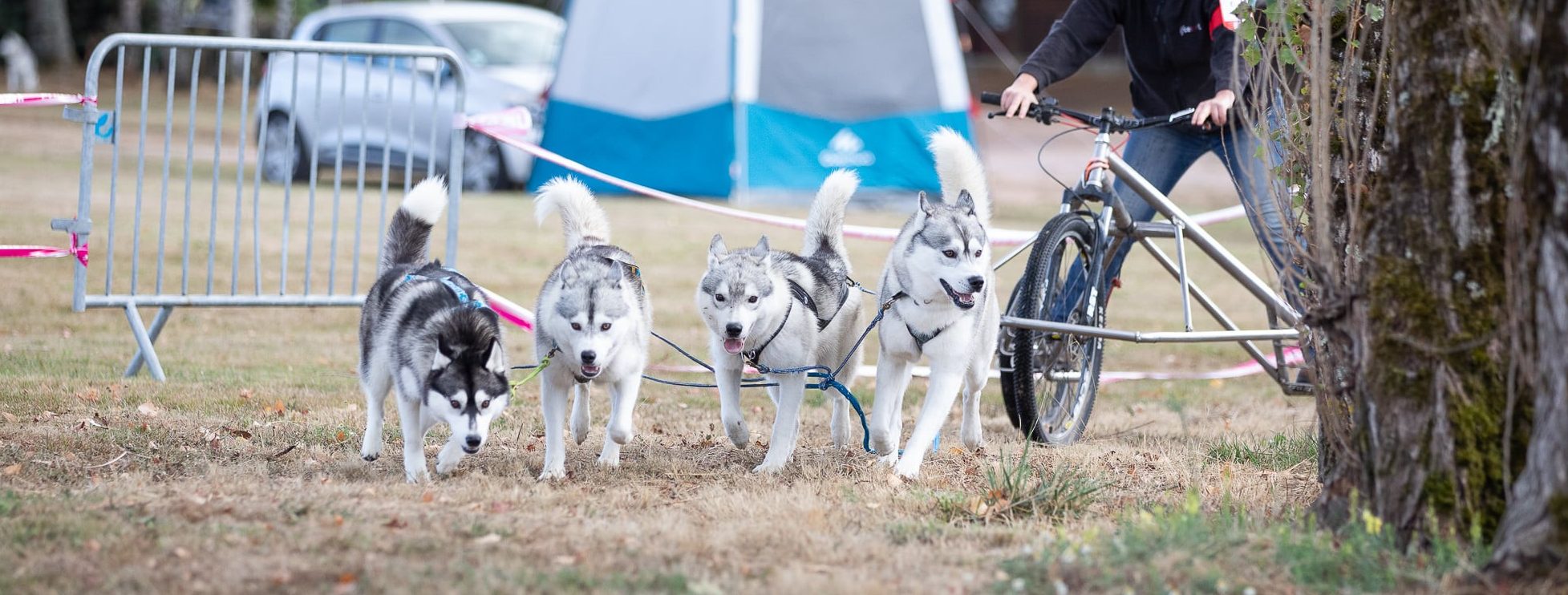 les actions du siberian husky club