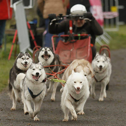 club siberian husky france