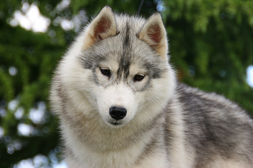 robe husky